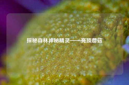 探秘森林神秘精灵——亮顶蘑菇